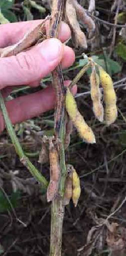 Lésions de brûlure phomopsienne causée par Diaporthe aspalathi sur une tige de soya